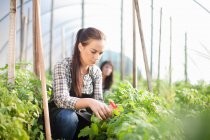Giovane donna che lavora in fattoria vegetale — Foto stock