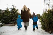 Madre e hijos eligiendo el árbol de Navidad - foto de stock