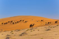 Rub al-Khali desert, quartiere vuoto, Liwa desert, Emirati Arabi Uniti — Foto stock