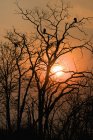 Стерв'ятники підтримуваної білий або сип Африкан на дереві на захід сонця, Мана басейни Національний парк, Зімбабве, Африка — стокове фото