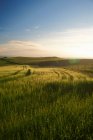 Sol iluminado hierba alta en el campo rural con cielo azul - foto de stock