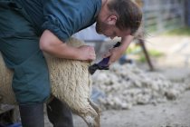 Schafzüchter hütet Schafe auf Bauernhof — Stockfoto