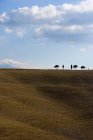 Bare fields with cypress trees — Stock Photo