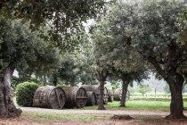 Оливковая роща рядом с Марцианой — стоковое фото