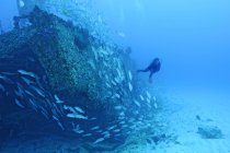 Taucher und Fischschwärme nach Schiffbruch, Cancun, Quintana Roo. Mexiko — Stockfoto