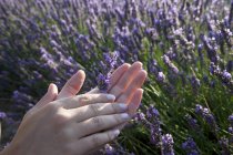 Close up of womans hands holding lavender flowers, Provence, France — Stock Photo