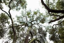 Vue du bas de la silhouette des cimes des arbres — Photo de stock