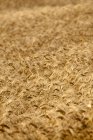 Стебли пшеницы в ярком солнечном свете — стоковое фото