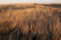 Scène paisible avec belle herbe marine au coucher du soleil d'été — Photo de stock