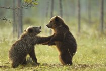 Due cuccioli di orso bruno giocano combattendo nella foresta verde — Foto stock