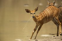 Nyala o Tragelaphus angasii presso waterhole, Mana Pools national park, Zimbabwe, Africa — Foto stock