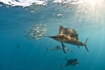 Schooling Atlantic sailfish swimming under blue water — Stock Photo