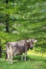 Vaca vestindo sino de vaca olhando por cima do ombro, Alpes suíços, Suíça — Fotografia de Stock