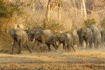 Branco di elefanti africani che si precipitano nella pozza d'acqua, Mana Pools National Park, Zimbabwe — Foto stock