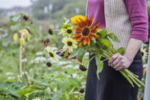 Ausgeschnittene Ansicht einer Frau, die frische Blumen im Schrebergarten schneidet — Stockfoto