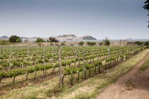 Vista de Vineyard perto de Marciana — Fotografia de Stock