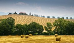 Тюки сена в поле — стоковое фото