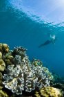 Snorkeler nadando no recife de coral — Fotografia de Stock