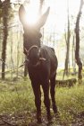 Retrato de mula em madeiras iluminadas pelo sol, Premosello, Verbania, Piemonte, Itália — Fotografia de Stock