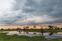 Arbres et marécages silhouettés, delta de l'Okavango, parc national de Chobe, Botswana, Afrique — Photo de stock