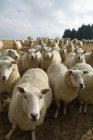 Flock of sheep grazing in field — Stock Photo