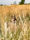 Cão sentado na grama alta no campo — Fotografia de Stock