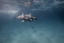 Underwater view of scuba diver following dolphins — Stock Photo