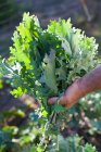 Обрезанный образ человека с органическим салатом в саду — стоковое фото