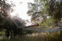 Hammock hanging in green growth with backlit — Stock Photo