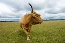 Вид збоку highland бика шукає геть — стокове фото