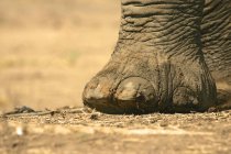 Close-up de pé de elefante africano, Parque Nacional de Mana Pools, Zimbábue — Fotografia de Stock