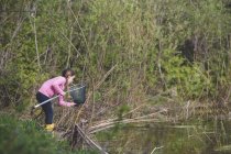 Chica recuperando rana de la red de pesca en el estanque - foto de stock