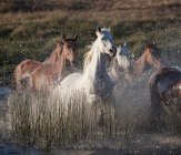 Коні, що проходять крізь воду — стокове фото