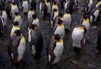 Королівські пінгвіни на Маккуорі — стокове фото