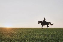 Silhouetted dressage horse and rider training in field at sunset — Stock Photo