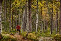 Man Trail Laufen im Wald, kesankitunturi, Lappland, Finnland — Stockfoto