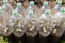 Plants growing in plastic bottles — Stock Photo