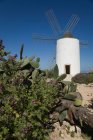 Piante da cactus in fiore e mulino a vento — Foto stock
