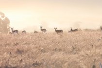 Malerischer Blick auf Safari-Wildtiere, stellenbosch, Südafrika — Stockfoto