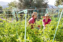 Two young female gardeners tending tomato plants on organic farm — Stock Photo