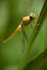 Close up shot of dragonfly on green stalk — Stock Photo