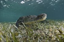 Vista subaquática do crocodilo americano no fundo do mar do caribe — Fotografia de Stock