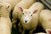 Retrato de ovejas juveniles - foto de stock