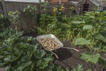 Wheelbarrow full of potatoes in sun lighted garden — Stock Photo