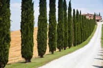 Trees lining rural path — Stock Photo