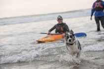 Dog running in sea — стоковое фото