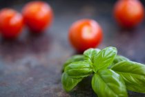 Close up of fresh basil leaves with tomatoes on background — Stock Photo