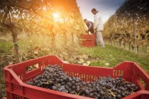Trabajadores que cosechan uvas rojas de Nebbiolo, Barolo, Langhe, Cuneo, Piamonte, Italia - foto de stock