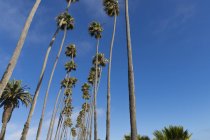Vista de ángulo bajo de palmeras altas bajo cielo azul claro - foto de stock
