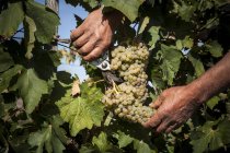 Чоловічі руки, що ріжуть білий виноград з — стокове фото